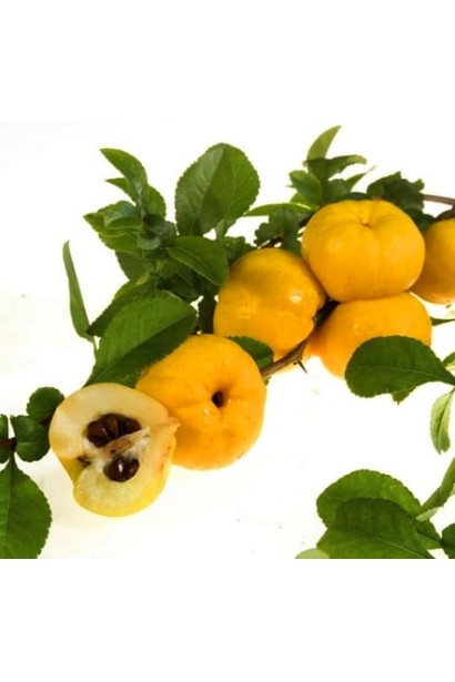 Айва красива Юкіготен на штамбі плоди